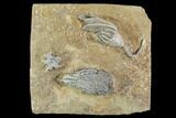 Beautiful Crinoid Plate - Three Species - Crawfordsville #94381-1